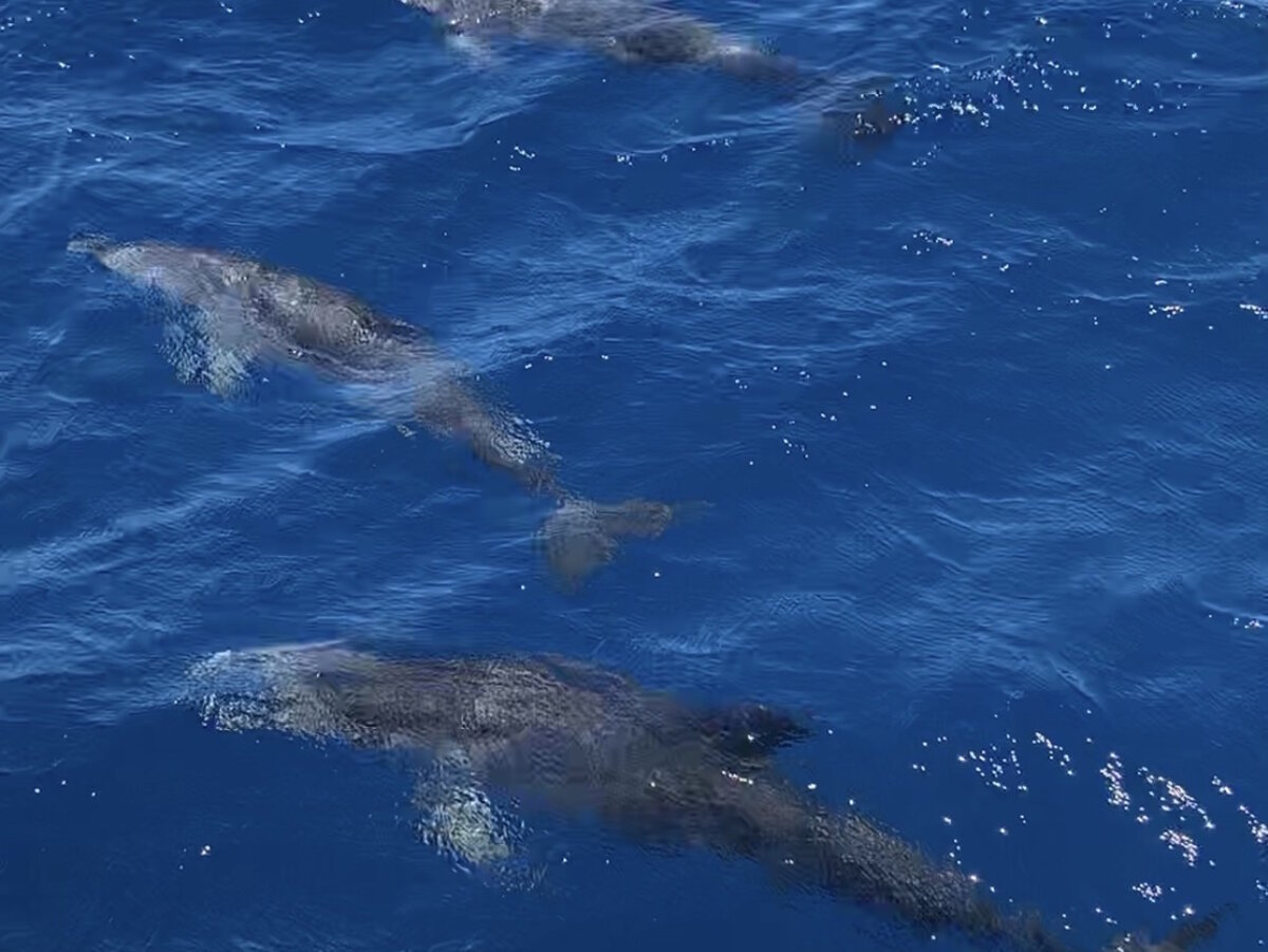 Coastal Wildlife Tour
